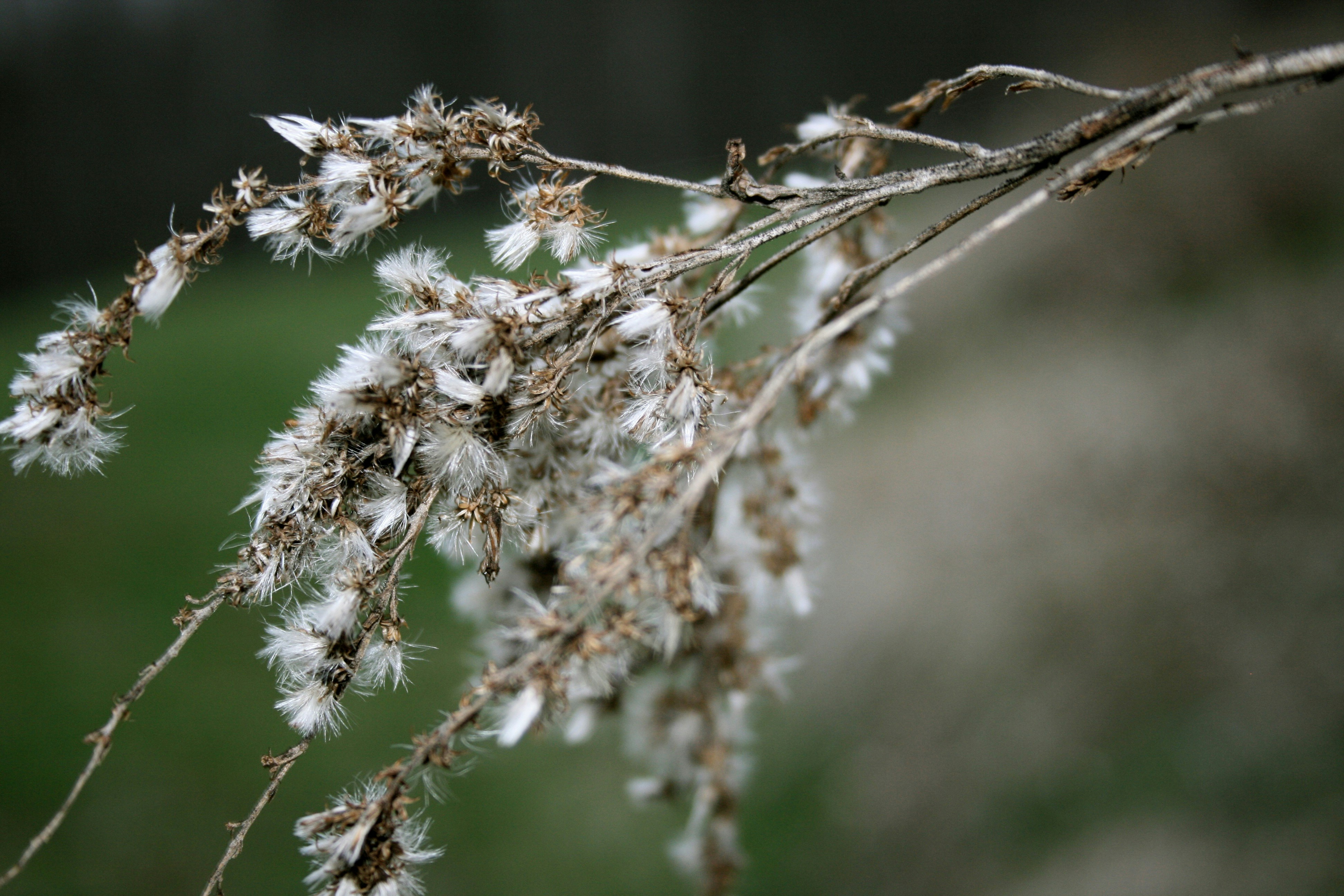 Photo by ryangerrard