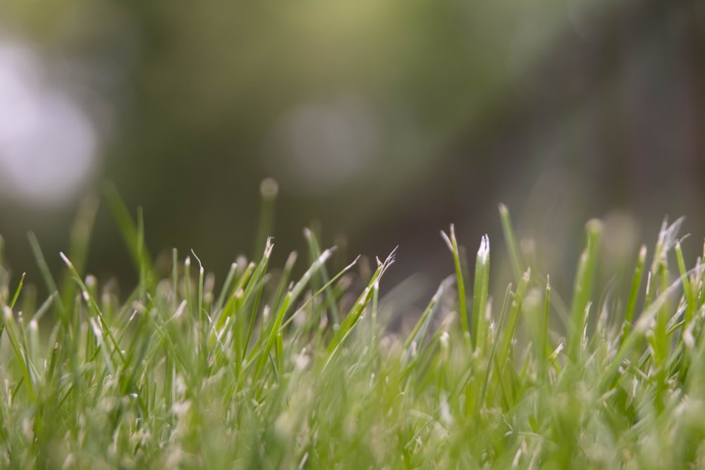 green grass with water droplets