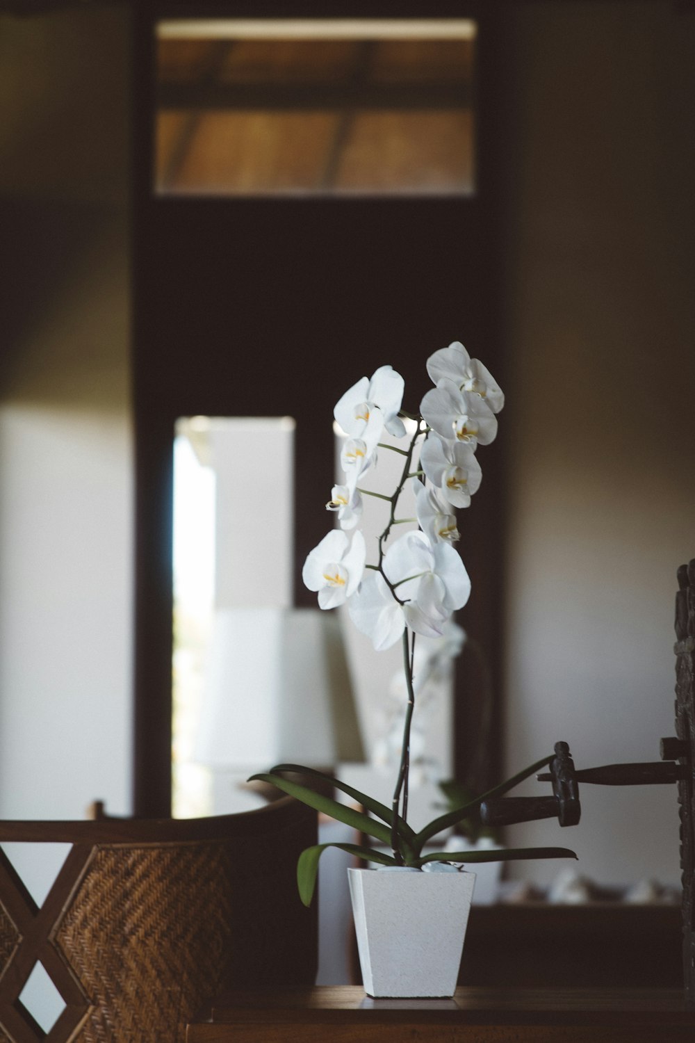 white orchid centerpiece on table