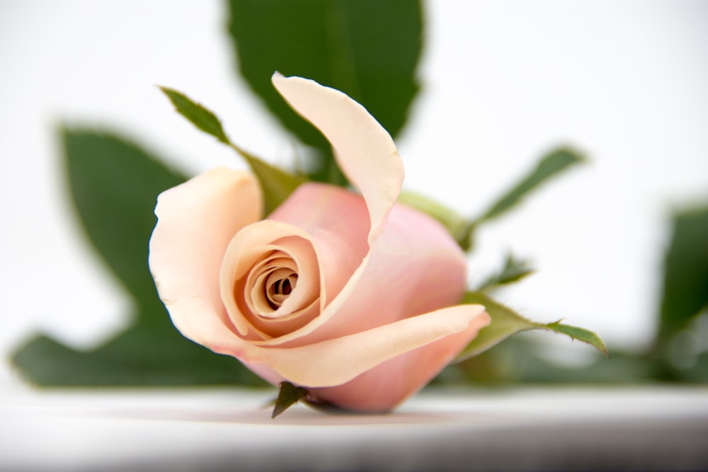 shallow focus photo of pink flower