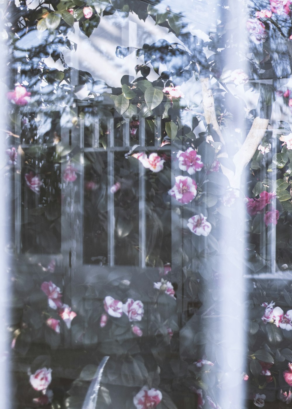white-and-pink camellia flowers on fence