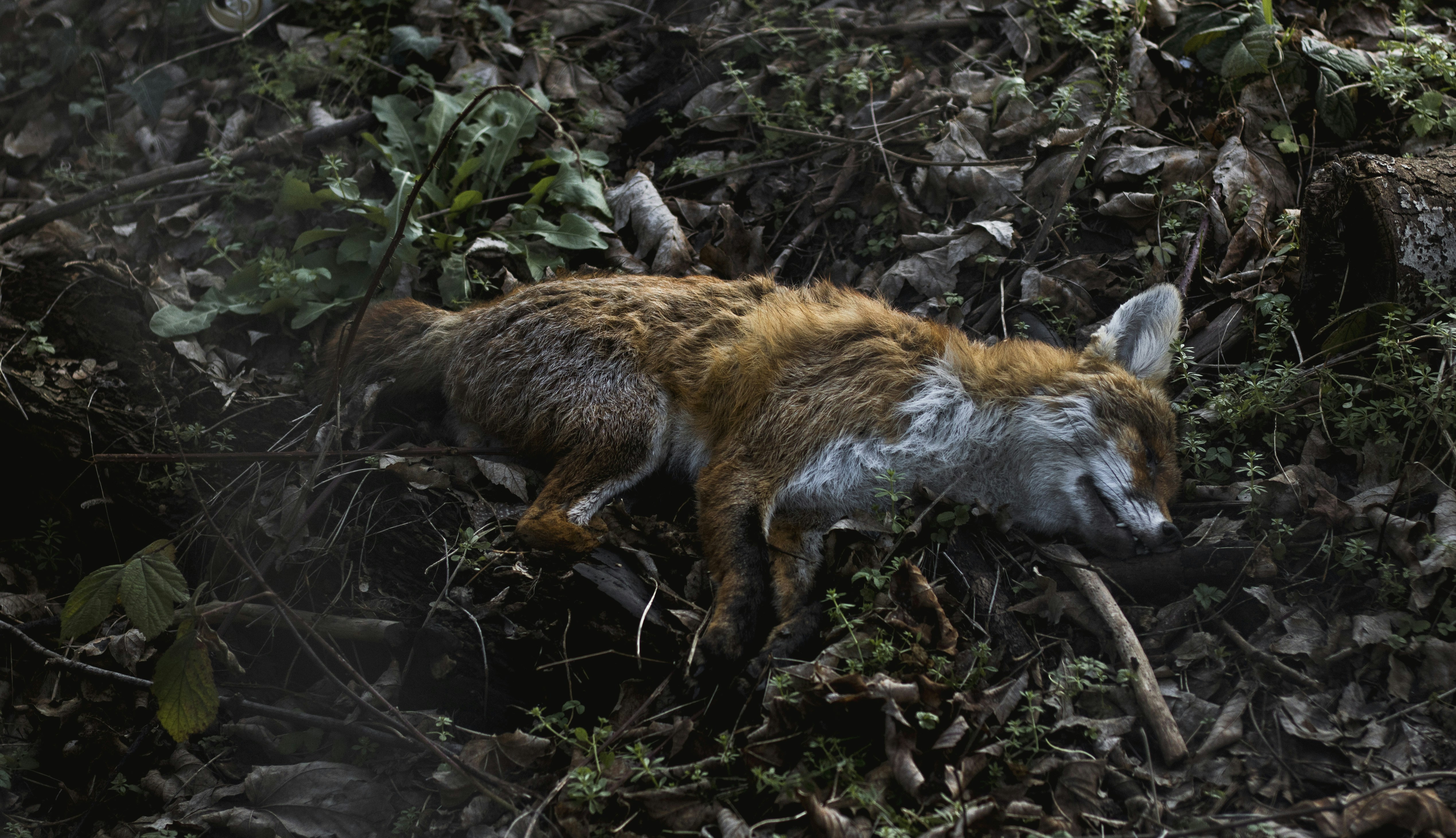Death Of The Fox