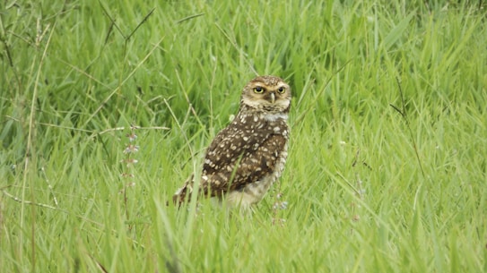 A small owl with brown and white speckled feathers is perched amidst lush green grass. The owl has striking yellow eyes and stands upright, blending in with its natural surroundings.