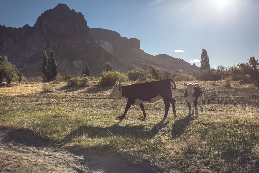 two brown and white cattle on field during daytime