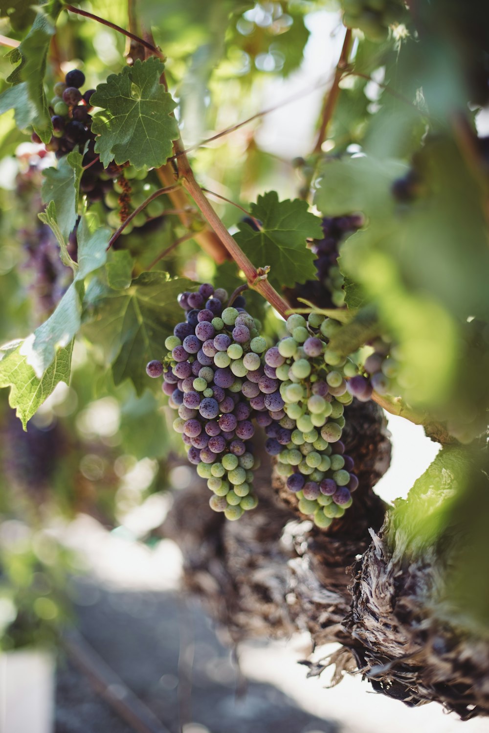 shallow focus photo of green and purple fruits