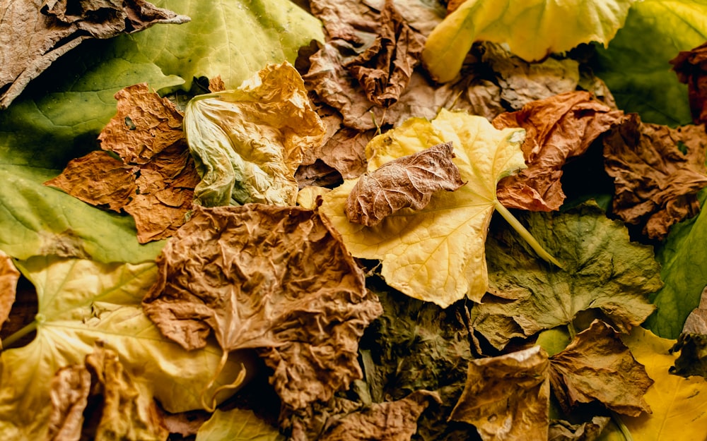 a bunch of leaves that are laying on the ground