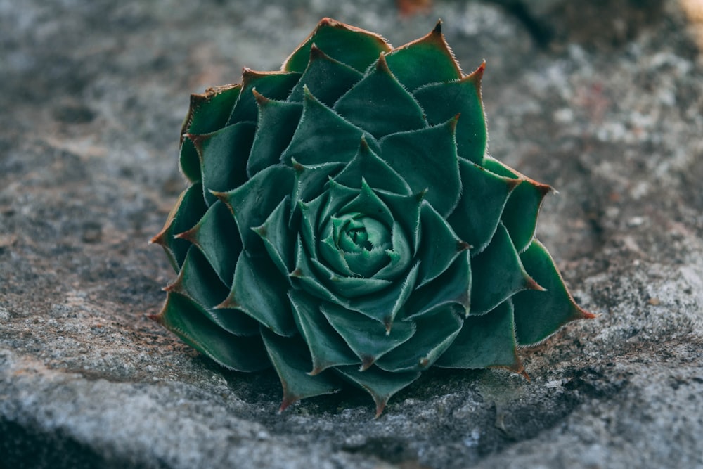 green succulent on gray surface