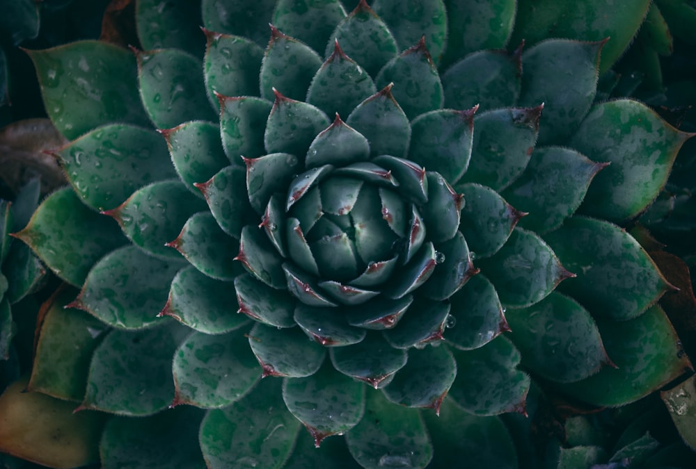 closeup photo of green leafed plant