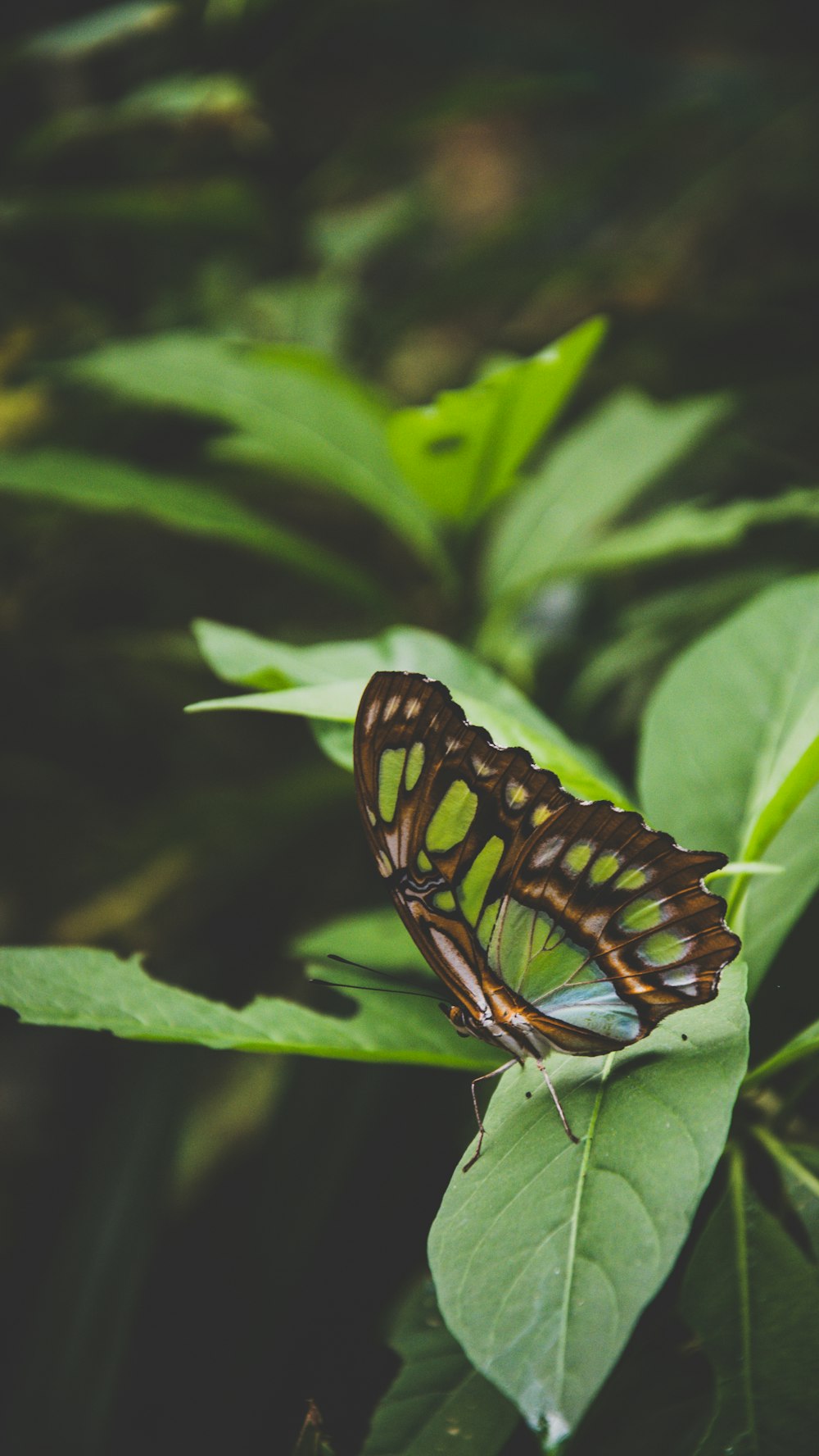 selective focus photography of brown and green butterfly