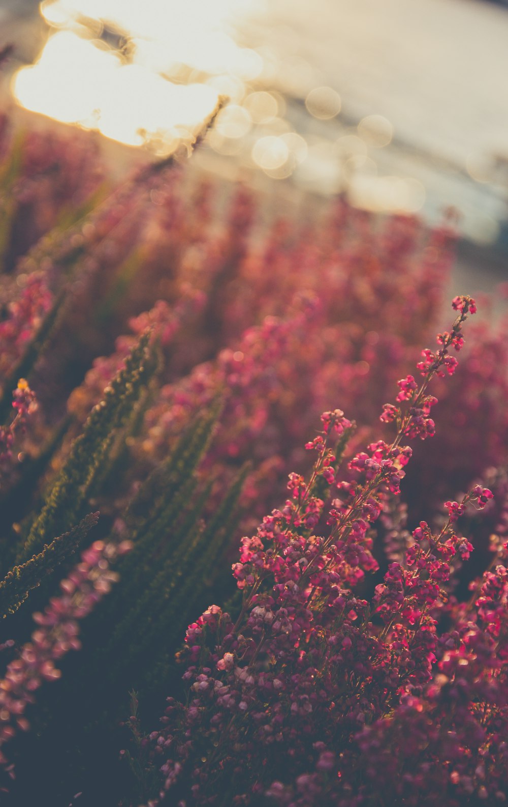 pink-petaled flower