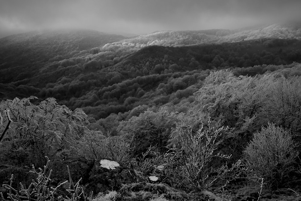 grayscale photography of mountains and trees