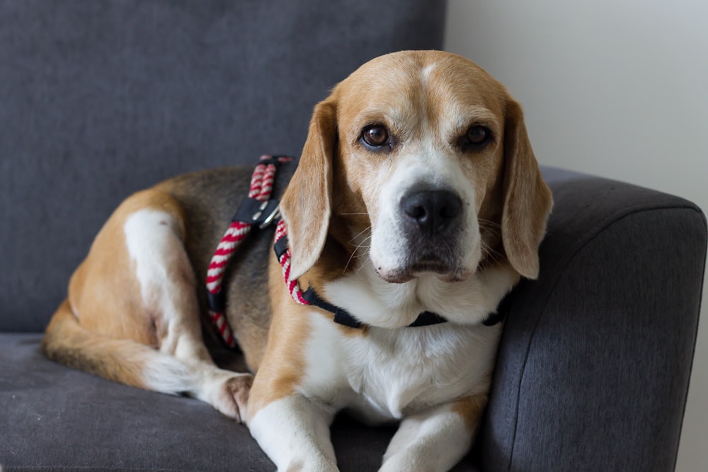 Tricolor Beagle on fabric sofa