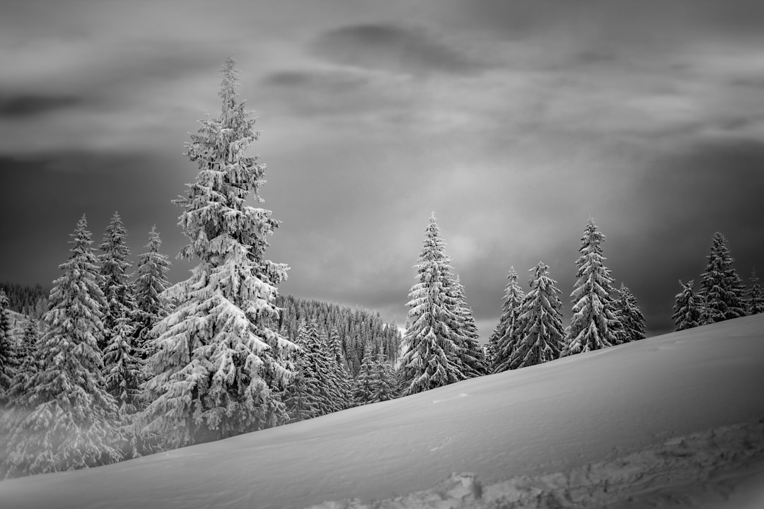 grayscale photo of snow covered mountain and trees