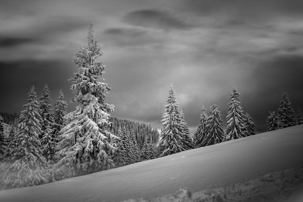 雪に覆われた山と木々のグレースケール写真