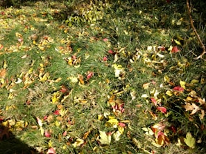 A garden corner with healthy, lush lawn and scattered autumn leaves freshly cleared away.