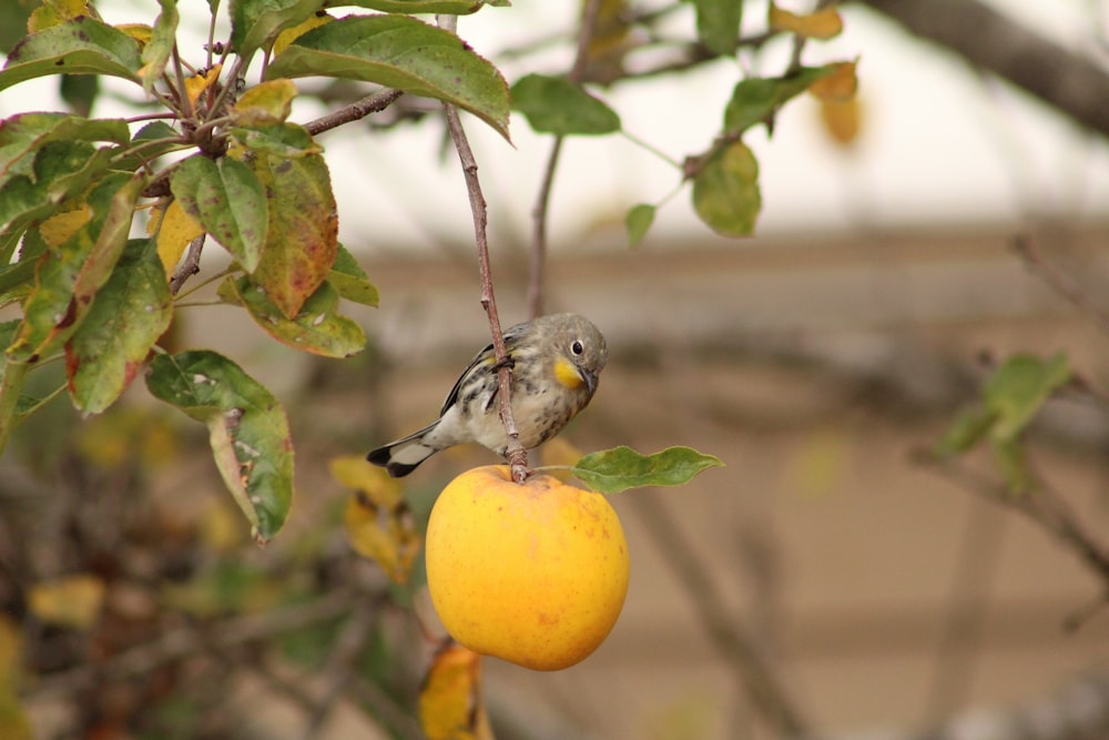Fotografía de primer plano del pájaro marrón en la fruta redonda amarilla durante el día