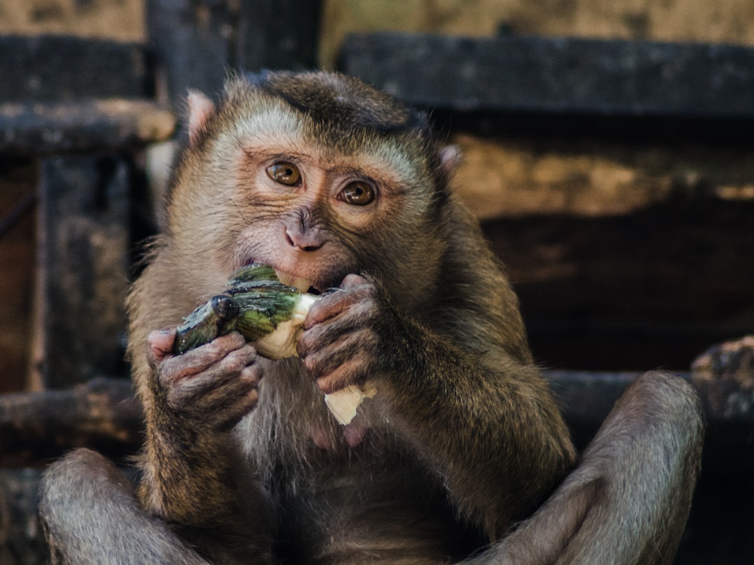 brown monkey holding green food