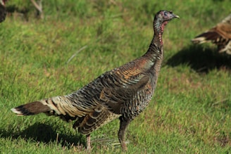 A wild turkey stands on lush green grass, showing its distinctive brown and black feather patterns and a bare, reddish head. The bird's body is angled to the left, and its tail feathers are slightly spread. The background consists of more grass and soft lighting.