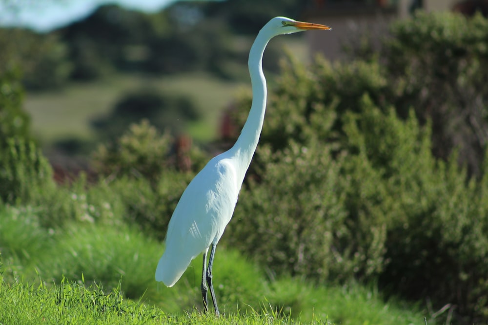 white long-necked bird standing on grass field