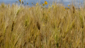 A field of golden grains swaying gently in the breeze under a clear blue sky.