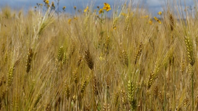 A field of golden grains swaying gently in the breeze under a clear blue sky.
