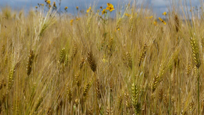 Rows of golden wheat swaying under a clear blue sky on a sunny day.