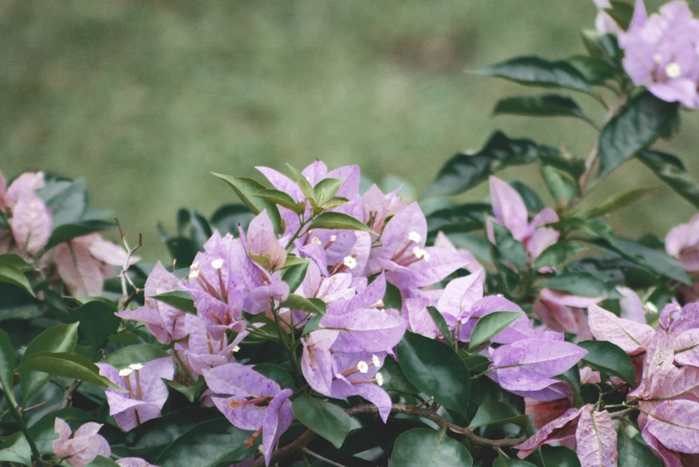 blooming purple bougainvillea flowers