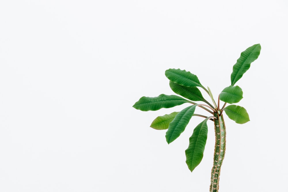 green-leafed plant