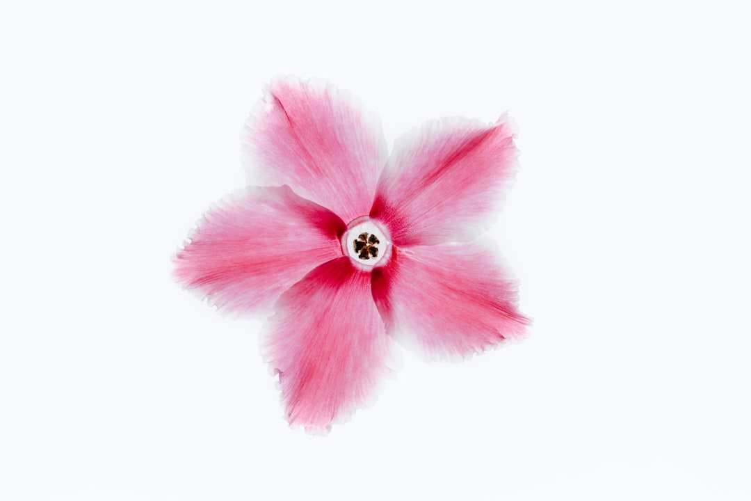 pink-petaled flower