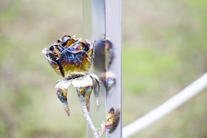A close-up of a rose gold decorative wall piece shimmering softly against a matte black background
