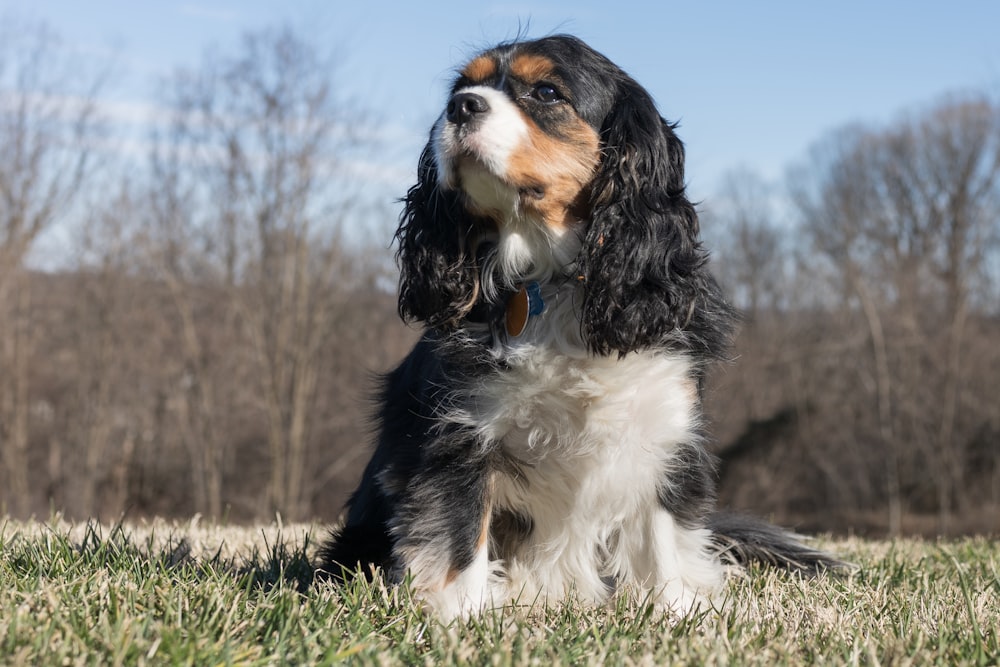 Dreifarbiger Cocker Spaniel auf grünem Gras