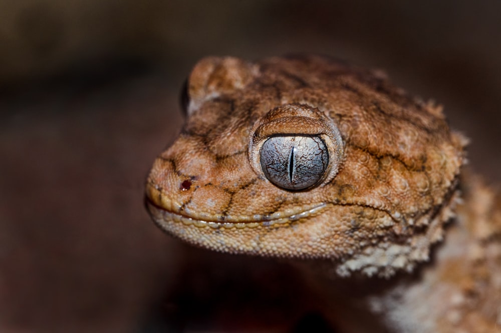 brown bearded dragon