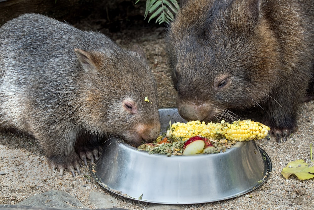 two rodent eating corns