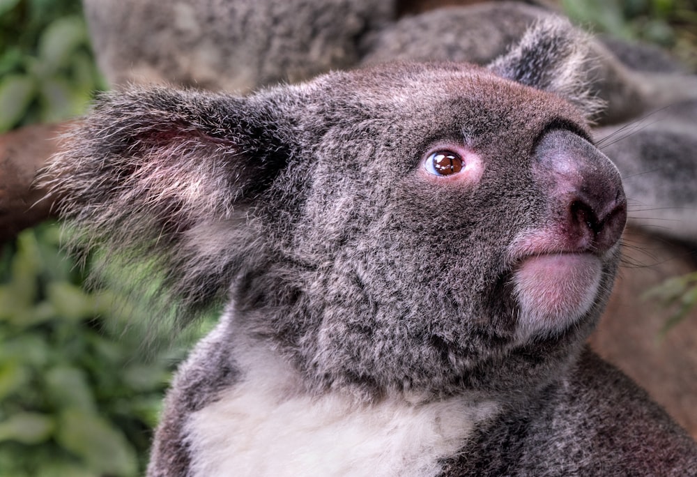 Oso koala gris y blanco