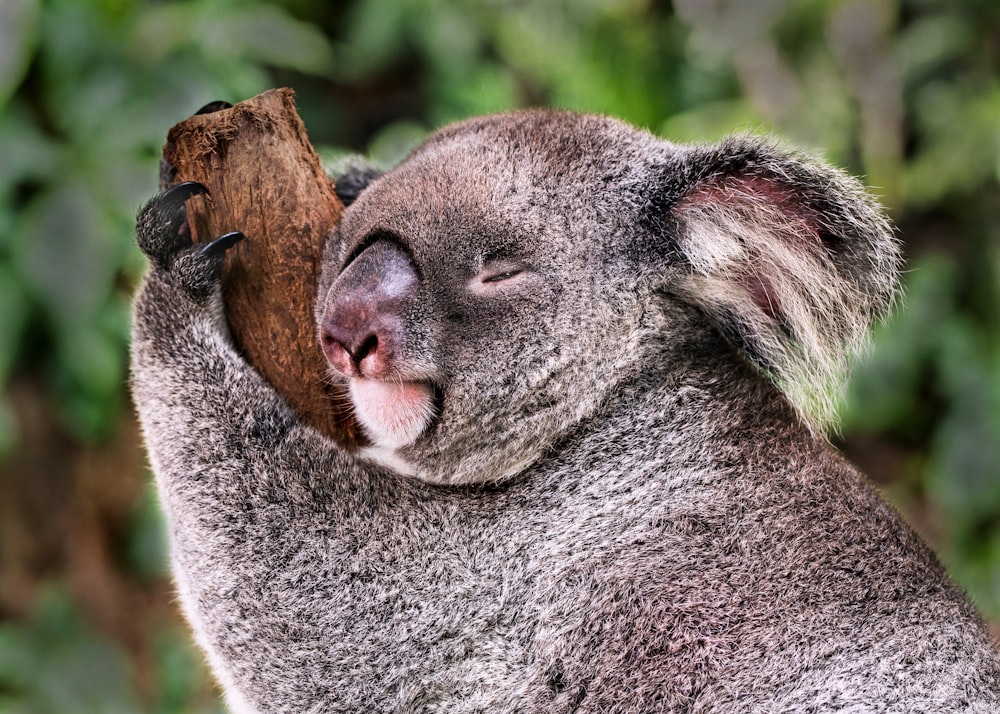 Urso coala agarrado em galho de árvore