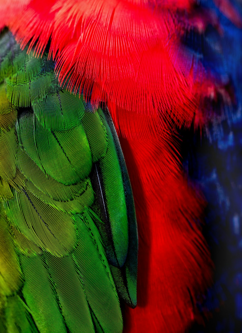 녹색과 빨간색 새 꼬리