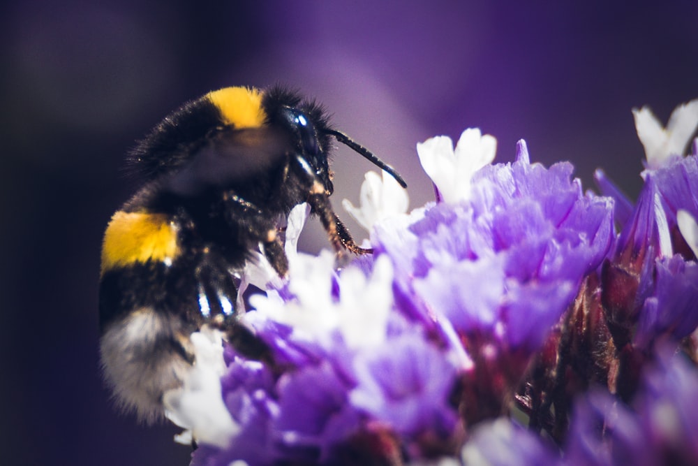 macro photo of bee sipping flowers nectar