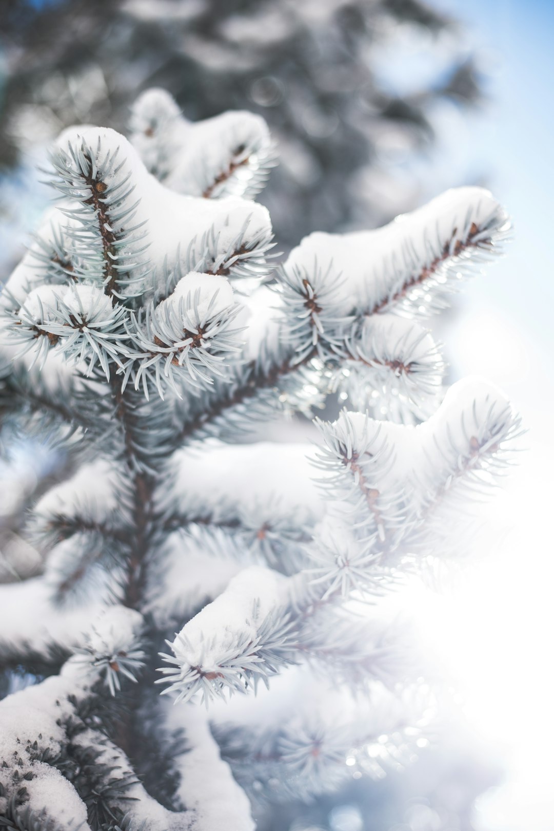 green pine tree covered with snow