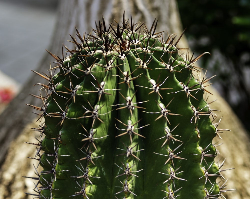 green cactus plant closeup photography
