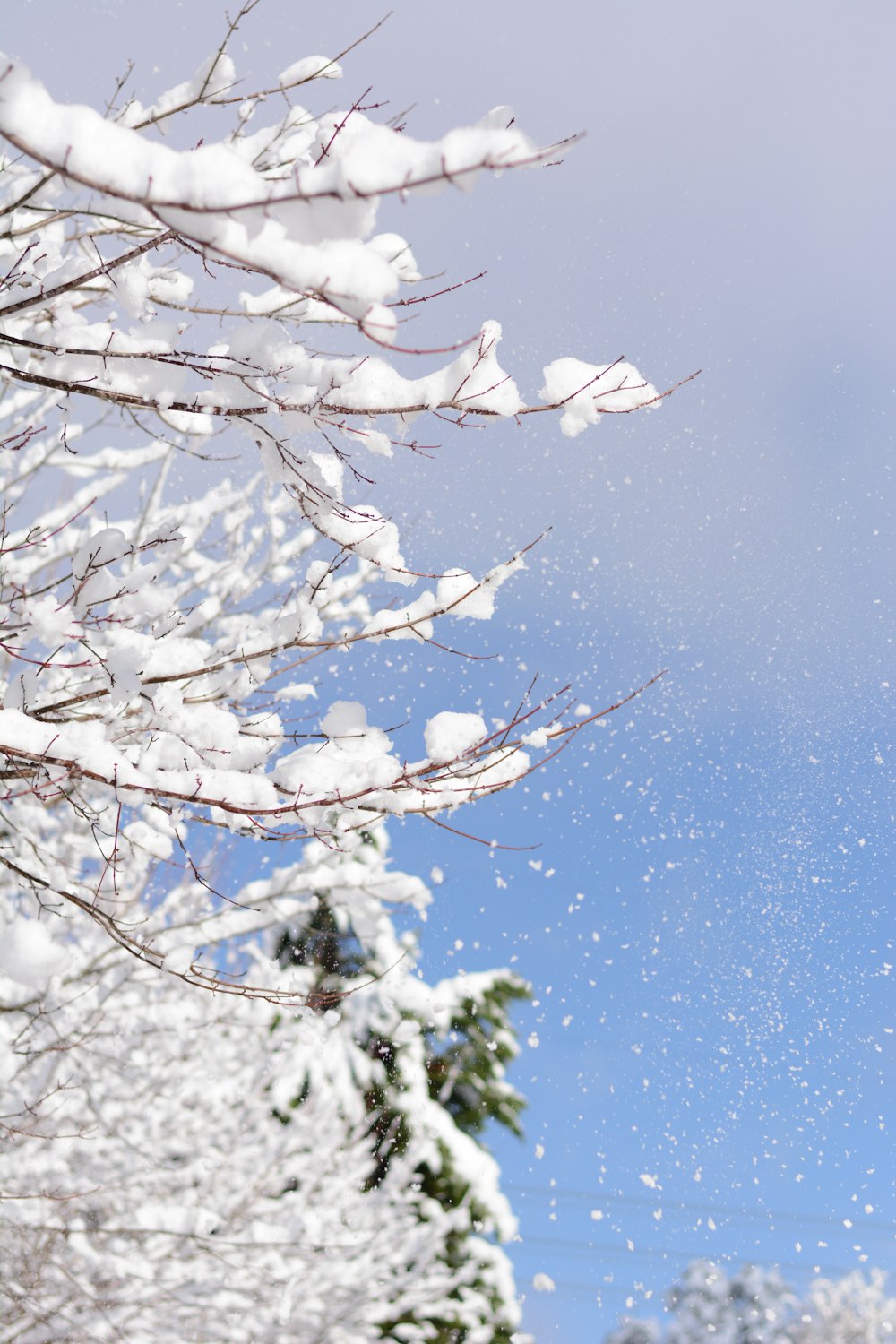 bare tree covered with snow during daytime