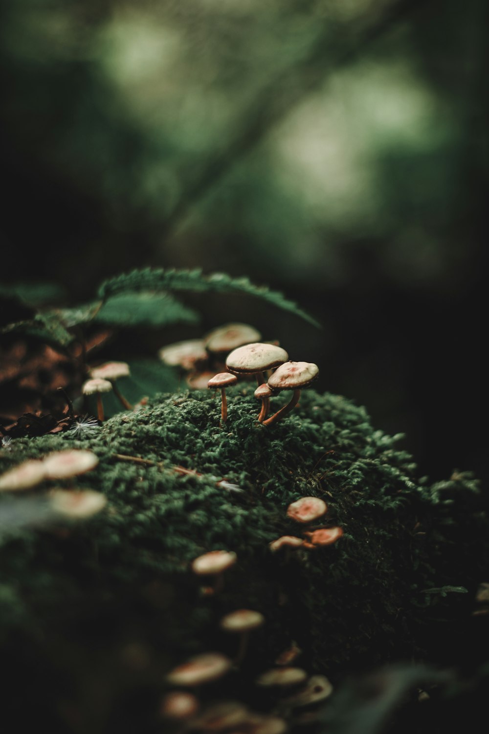 Selektive Fokusfotografie von Pilzen