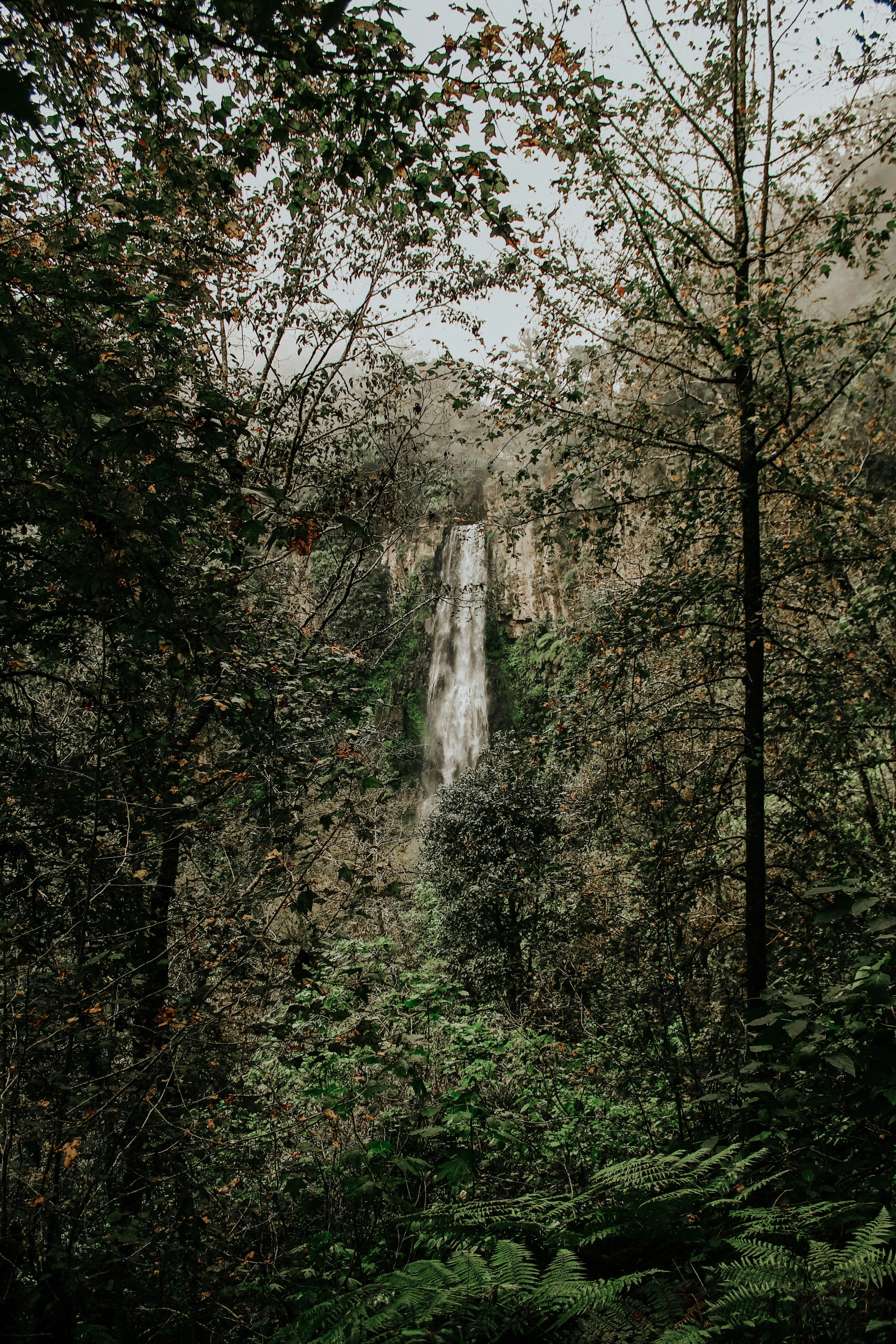日光に照らされた森のそばの滝
