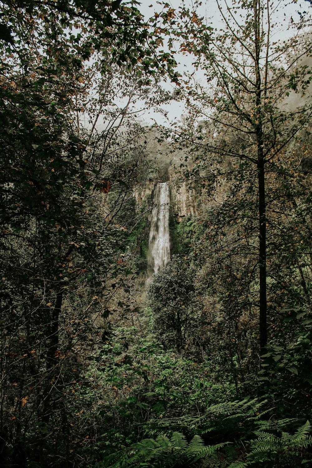 waterfalls by the forest on daylight