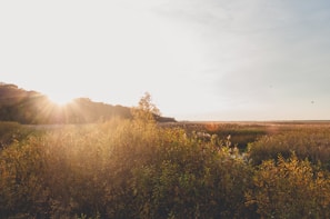 A peaceful scene of Belab lying on the grass, gazing at the sky framed by tall trees in warm sunset colors.