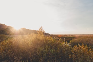 A peaceful scene of Belab lying on the grass, gazing at the sky framed by tall trees in warm sunset colors.