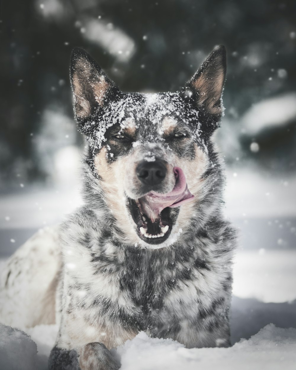 Fotografia a fuoco selettiva di cane che gioca nella neve