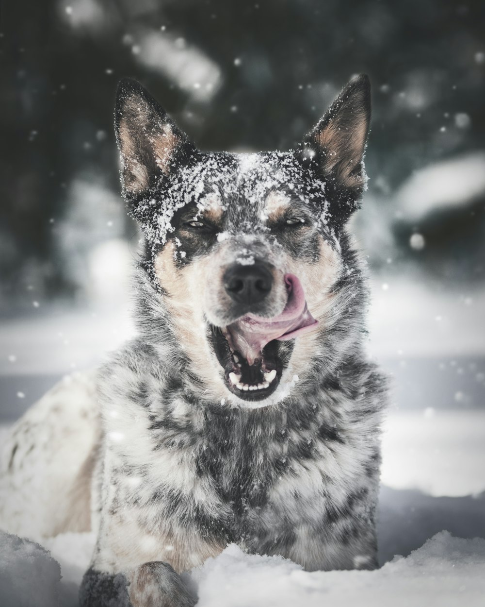selective focus photography of dog playing in snow