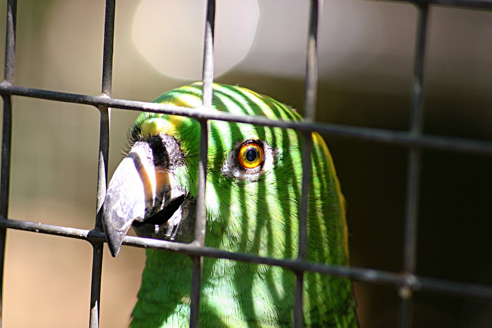 green bird inside cage