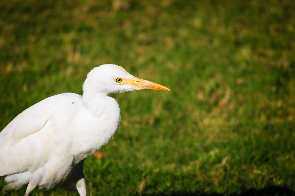 white bird on green grass