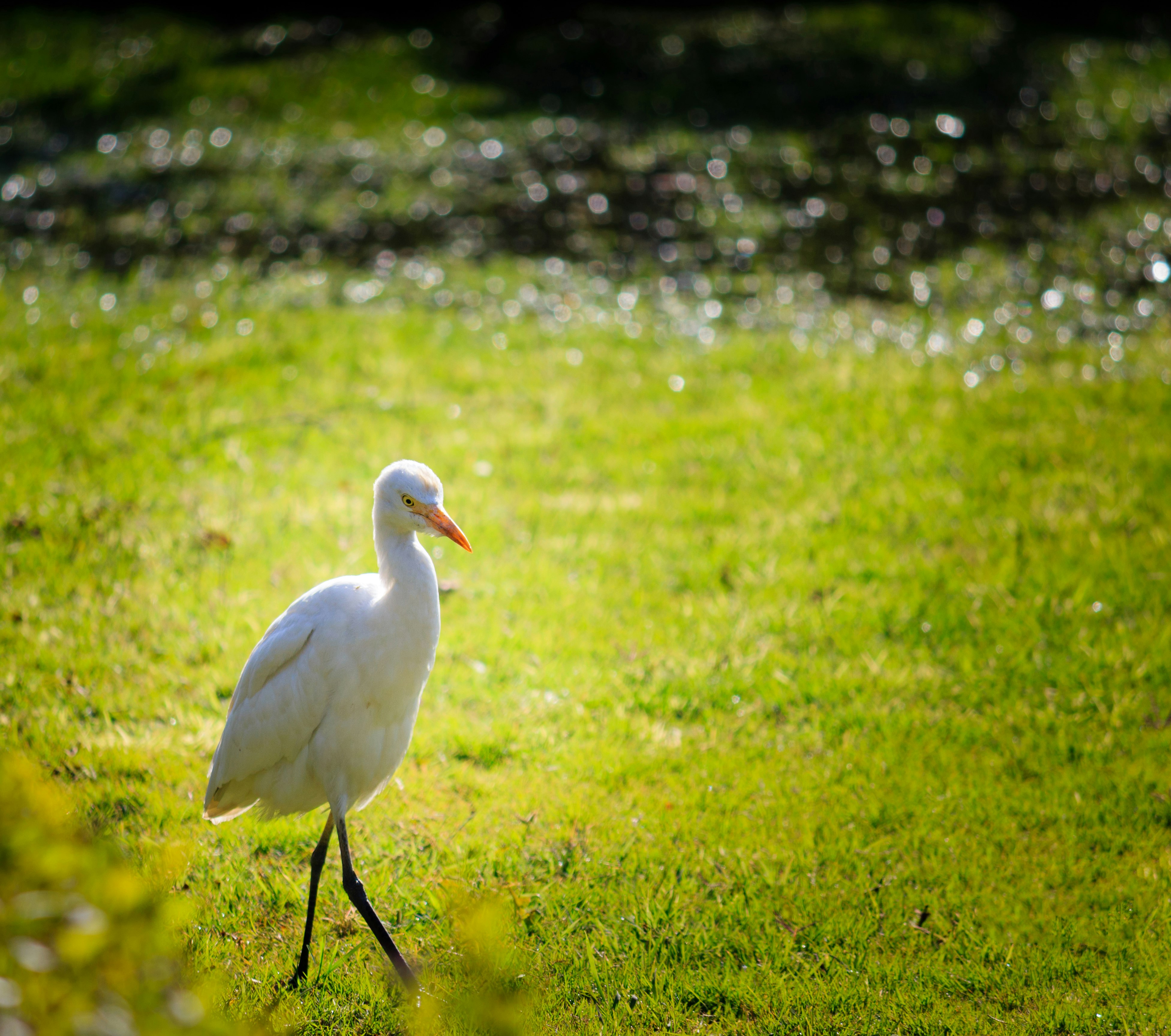 white bird on green grass field during daytime